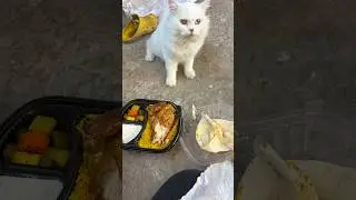 القطة الشجاعة والطعام 😭😭🐱 