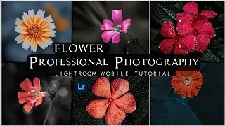 How to Flower Rose Photo Editing In Lightroom | Professional Photography | Lightroom Mobile Editing