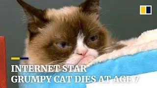 Internet star Grumpy Cat dies at age 7