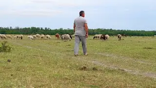В Чечне Выпас овец на пастбищах: пастбищное овцеводство