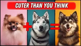 21 Cutest Pomeranian Mixes You Can't Resist