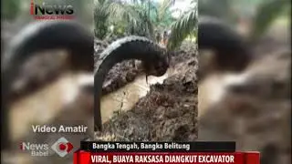 VIRAL, BUAYA RAKSASA DIANGKUT EXCAVATOR