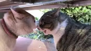Коты поют
