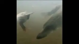 КАК ОХОТИТЬСЯ ЩУКА.  А КОГО ЛЮБИТЕ ЛОВИТЬ ВЫ ?