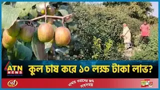 কাশ্মীরি-বল সুন্দরী বরই চাষে সফল ঠাকুরগাঁওয়ের আমানুল্লাহ | Thakurgaon | Kashmiri Plum | ATN News