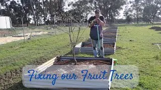 How we fix our drowning fruit trees | Recycled raised beds