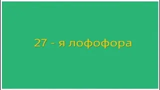 Местоположение 27-ой лофофоры