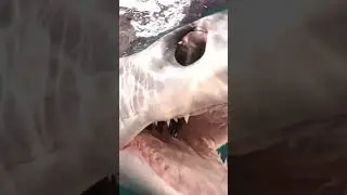 Mako Shark Bites Camera #shark #shorts #animals #wildlife