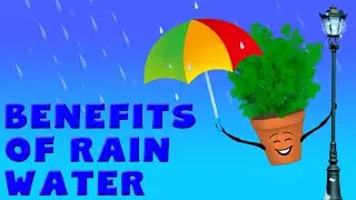 BENEFITS of RAIN WATER for your plants and herbs