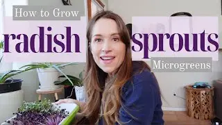 Sprouting Radish Seeds // Grow a No-Soil Countertop Microgreen Garden