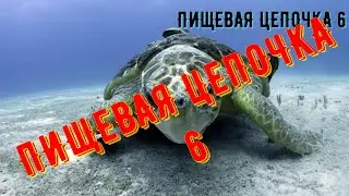 Пищевая цепочка 6