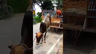 gabtoli gorur haat tiktok video