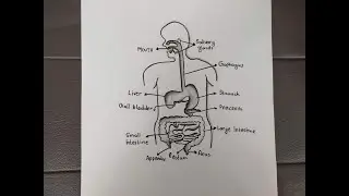 Human digestive system drawing | How to draw human digestive system Easily!