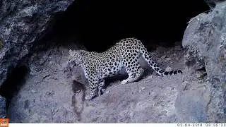 Leopard In Khosrov Forest (Armenia)