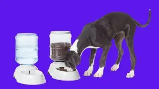 Before You Buy Amazon Basics Gravity Pet Food Feeder and Water Dispensers