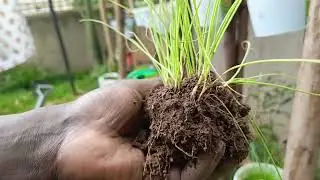 Day one Replanting and transplant of the30 seed crops #garden #windhoek #namibia #desert #farming