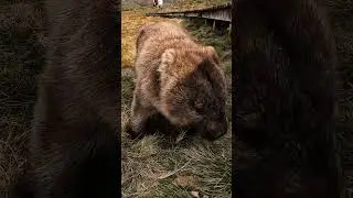 What does a Wombat eat?.. #travel #virtualhike #Virtualrun #treadmillworkout