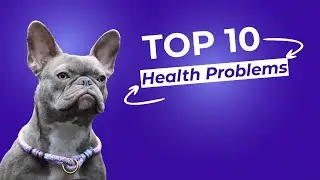 10 Health Issues Commonly Associated With French Bulldogs