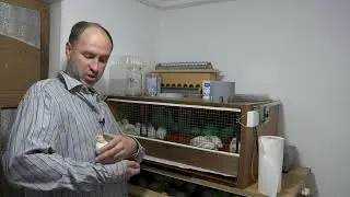 🐤 🐤🐤 ЦЫПЛЯТА  ПЕРЕПЕЛОВ  НЕМЕЦКОЙ ЛИНИИ   из Парижа в две недели.