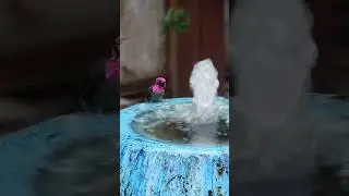 Hummingbird enjoying the fountain 🐦⛲️  