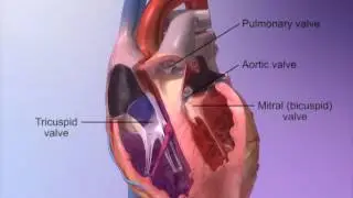 The Heart Valves with Heart & Circulatory Premium 2