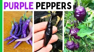 Purple Peppers Are Cool