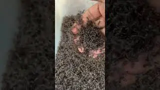 Brave man is bitten by bullet ants so scary 