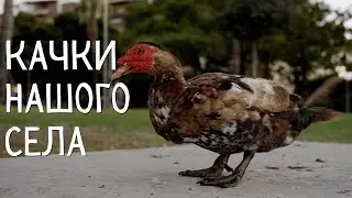 Качки нашого села (1 хв)