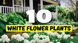 Top 10 BEST White Flower Plants for Your Home! 🌿✨