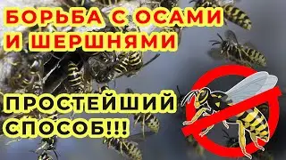 БОРЬБА С ОСАМИ И ШЕРШНЯМИ НА ПАСИКЕ, ПРОСТЕЙШИЙ СПОСОБ!!!