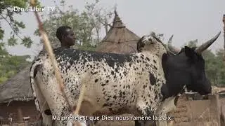 La transhumance, une tradition en agonie