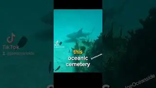 Graveyard in the ocean? 