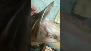Трофейная щука, таксидермия