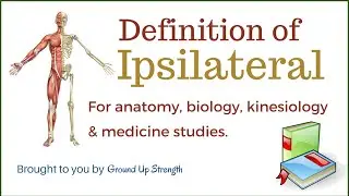 Ipsilateral Definition (Anatomy, Kinesiology, Medicine)