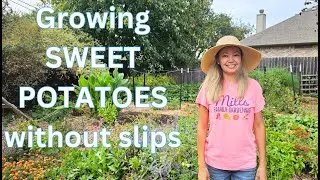 Growing SWEET POTATOES without slips (in containers)