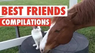 Cute BFF Pet Video Compilation 2016