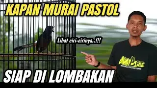 CIRI MURAI BATU PASTOL SIAP LOMBA ‼️