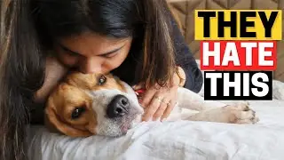 7 Things People Do That Beagles Cant Stand