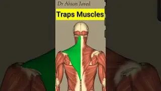 Trapezius Muscle #3d #shortvideo #Anatomy #shorts #fitness