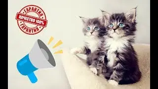 👍МЯУКАНЬЕ КОШЕК И КОТЯТ Приятные звуки для кошек