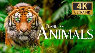 Planet of Animals 4K 🐾 Discovery Relaxation Wonderful Wildlife Movie with Relaxing Piano Music