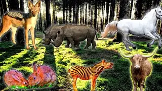 Funny Animal Sounds In,Wildlife: Buffalo, Panda, Giraffe, Cow, Goat, Dog, tiger, cats Animal Moments