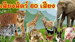 เสียงสัตว์ 60 เสียง พร้อมภาพและวีดีโอ สัตว์ป่านานาชนิด คำศัพท์เกี่ยวกับสัตว์เพื่อการเรียนรู้