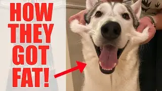 Why Our Huskies Are Getting Fat, And How Were Solving The Problem...