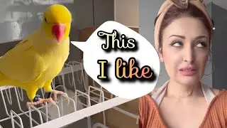 Even my Parrot agrees it's the best 🤗🐥