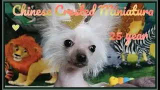 Chinese Crested- игрушка