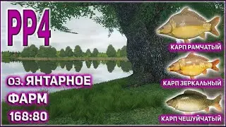 РР4 ФАРМ КАРП РАМЧАТЫЙ ЗЕРКАЛЬНЫЙ ЯНТАРНОЕ /  РУССКАЯ РЫБЫЛКА 4 ЯНТАРНОЕ ФАРМ КАРП РАМЧАТЫЙ / RF4