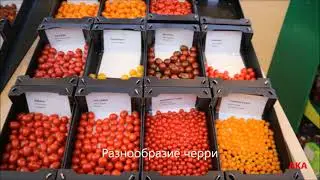 Выращивание томата