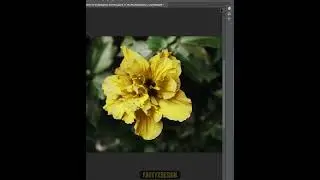 Quick  flower color Change  - Short Photoshop Tutorial