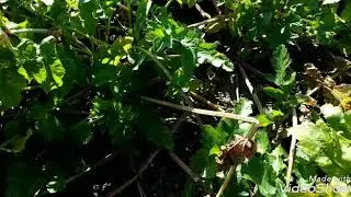 Полюбите Пастернак!!!Вкусен,полезен и легко вырастить.
